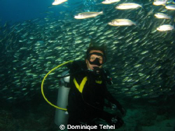galapagos school of fish and diver by Dominique Tehei 